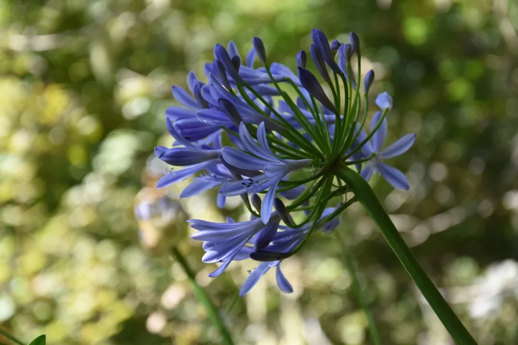 Fleur d'agapanthe à Madère