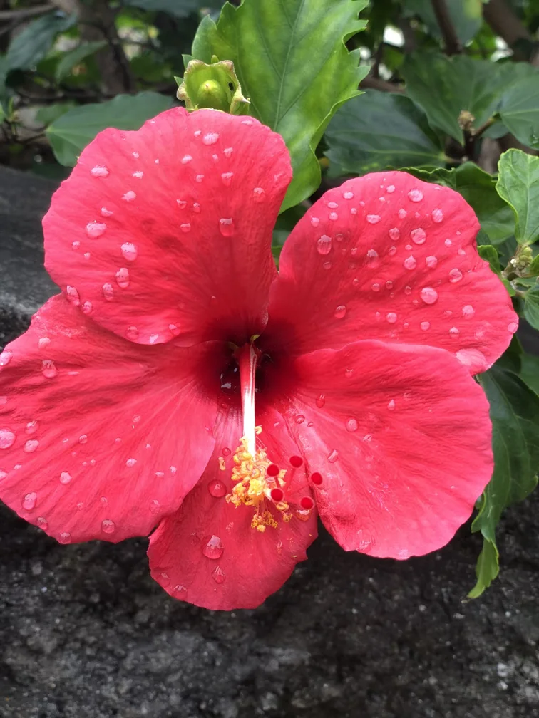 Fleur d'hibiscus à Madère