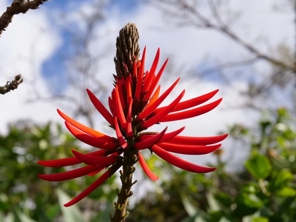 fleur de mulungu au jardin botanique de Madère