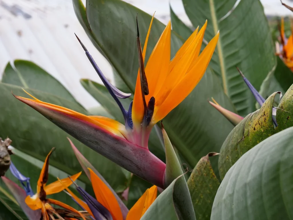 Fleur d'oiseaux de paradis à Madère