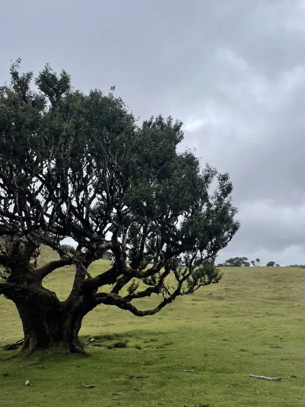 forêt de fanal à Madère